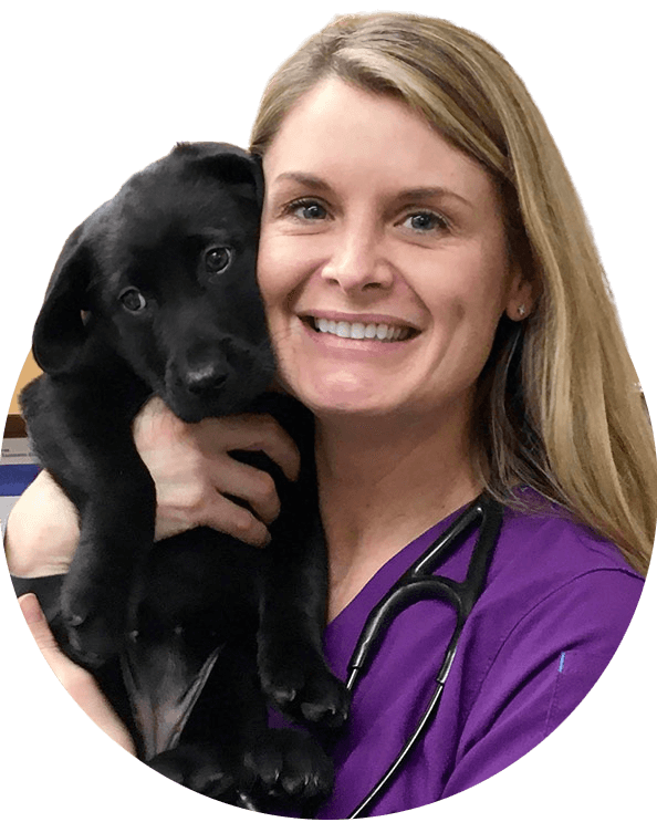 A woman holding a black dog with a stethoscope around her neck.