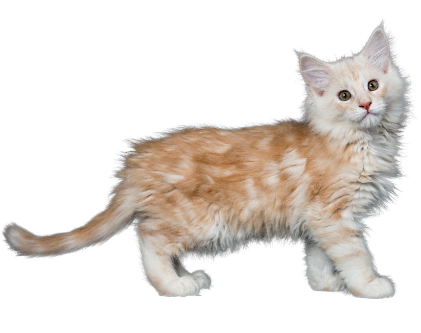 A cat that is standing up on its hind legs.